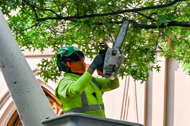 Worker in safety gear trimming tree branches with a chainsaw.