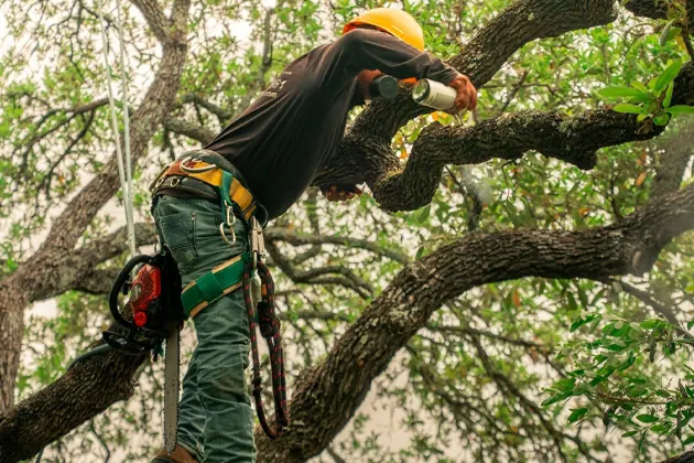 Worker using a saw to prune large tree branch.