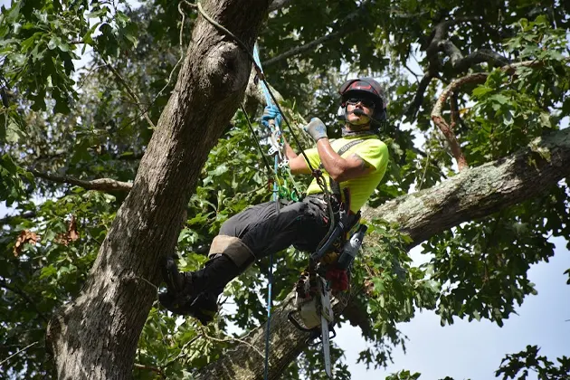 Arborist wearing safety gear climbing a tree with ropes and equipment.