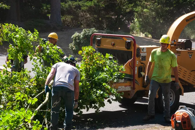 Workers feeding branches into a wood chipper on a sunny day.