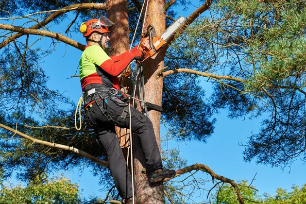 Arborist in safety gear trimming a tree with a chainsaw.