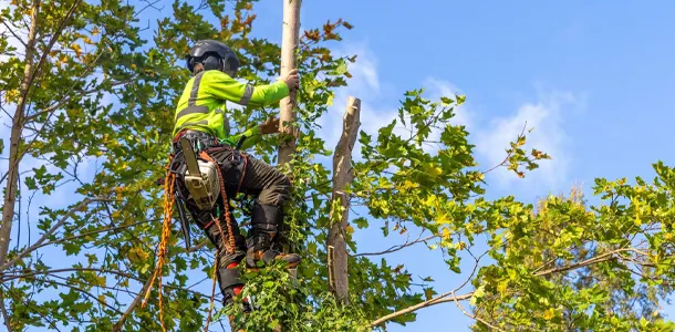 Arborist in safety gear climbing a tree surrounded by green foliage.