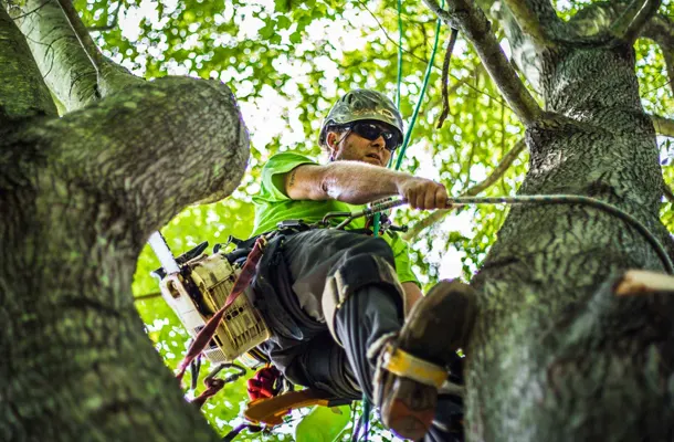 Arborist in safety gear climbing a tree using ropes and harness.