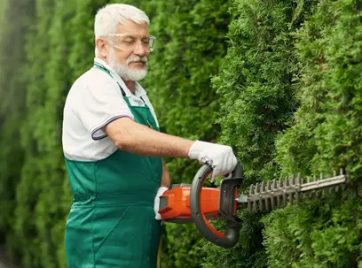 Elderly man using hedge trimmer on tall evergreen shrubs.