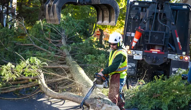 Worker cutting tree branches with chainsaw near a large truck.