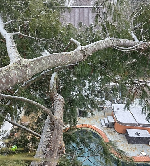 Snow-Covered Tree Branches Overhanging a Backyard Pool Area